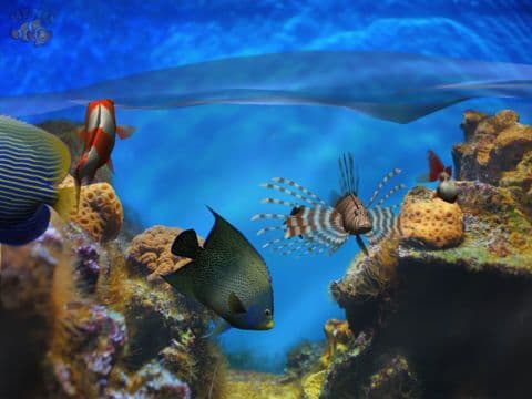 Fish Fingers! 3D Interactive Aquarium FREE