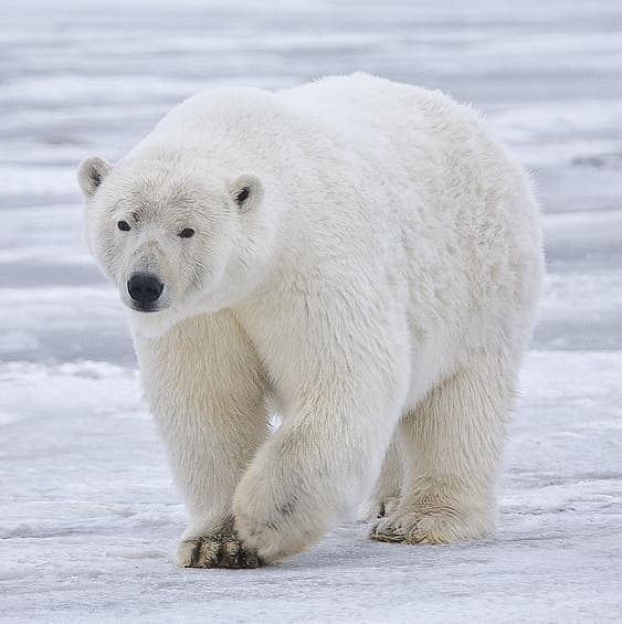 PolarBear Bitsy Game