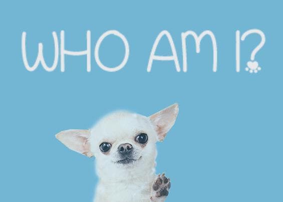 Who Am I? (Game-U Lynbrook)