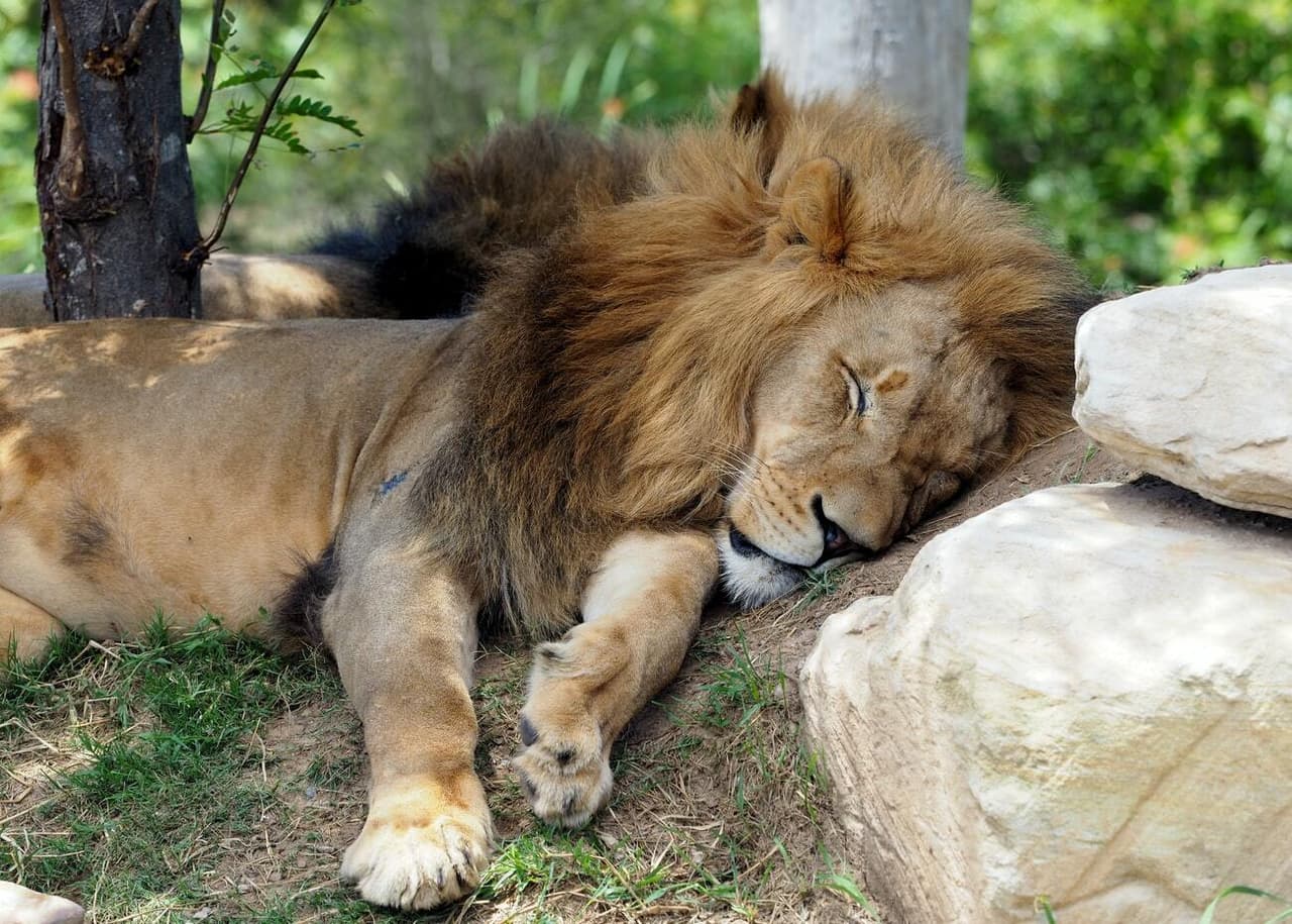 Can You Kill Mufasa?