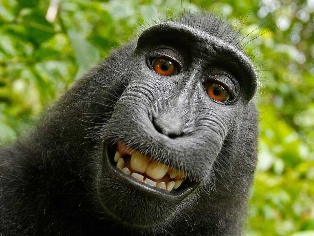monkey bata