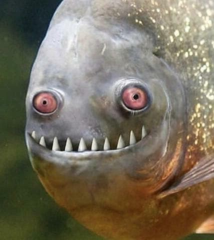 Fishter