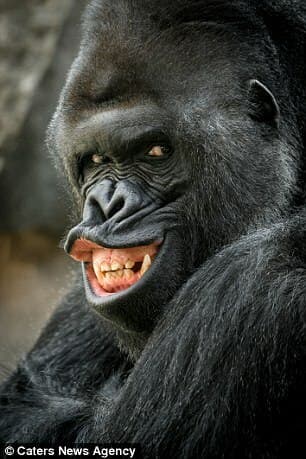 Gorilla Shooter