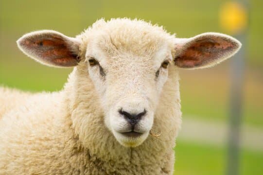 SHEEP! (verybluecar)