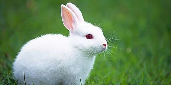 Bunny (William Thomas S.P.R)