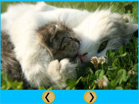 verry funny cats for kids - free screenshot 2