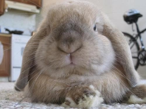 So Many Bunnies
