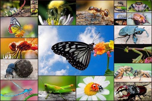 Insect Jigsaw Puzzles Game - For Kids & Adults 🐞 screenshot 2