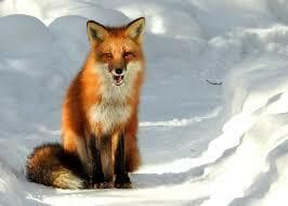 fox hunt(unity)