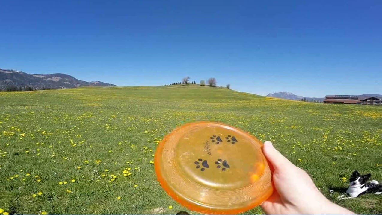 BorderCollie Game screenshot 4