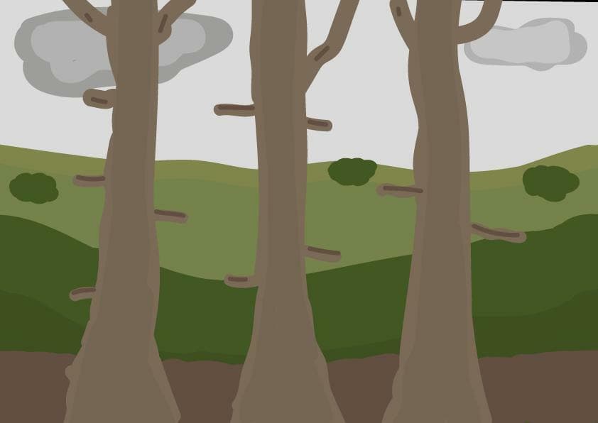 Forest of the Past
