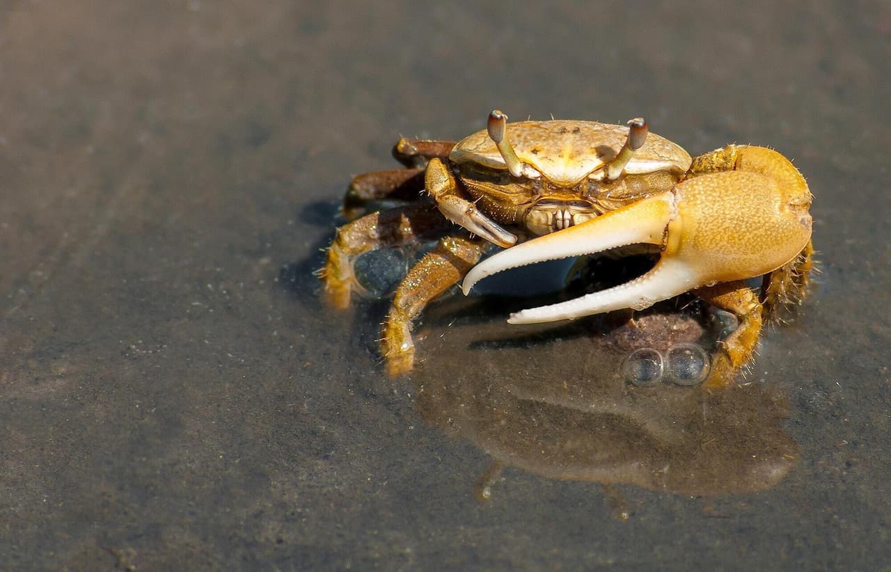 Crab Sim