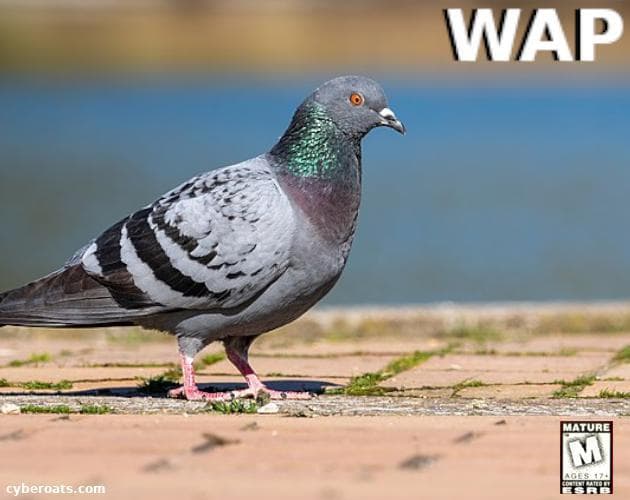 WAP