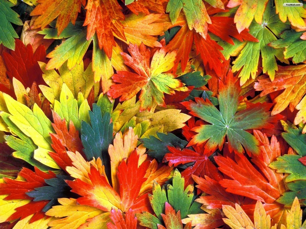Leaves On Board