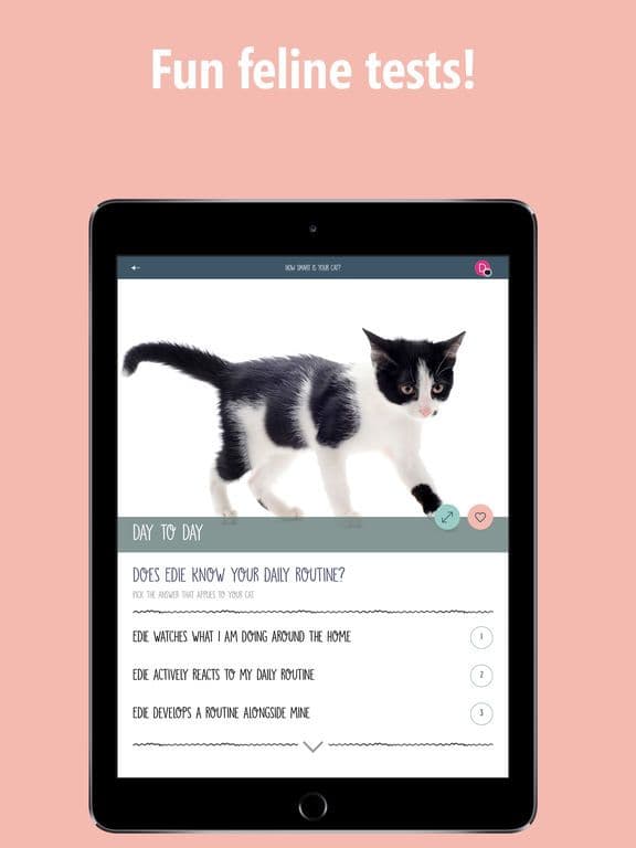 How Smart Is Your Cat? Fun Ways to Find Out! screenshot 4