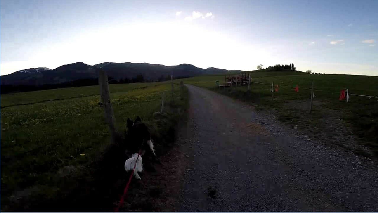 BorderCollie Game screenshot 3