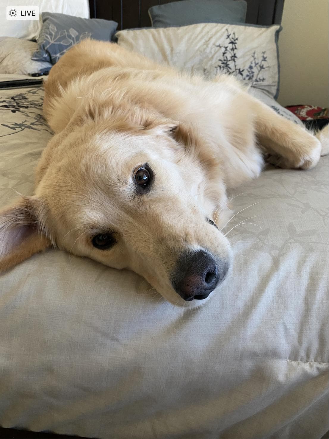 Missing Dog!