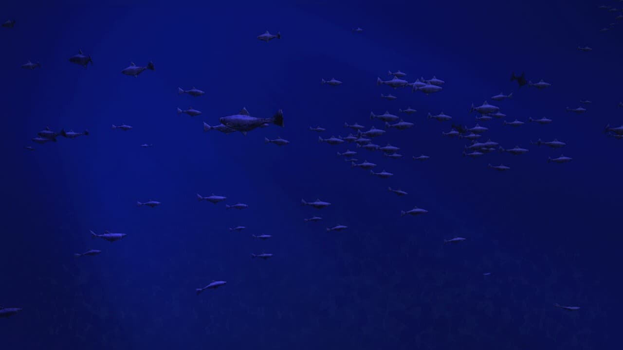 Be a Fish - VR Simulator screenshot 4