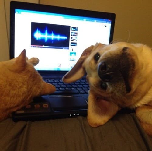 Tap the Dog