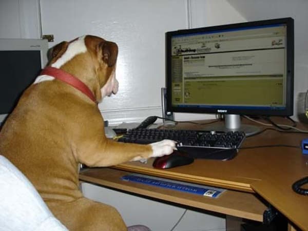 A Dogs Day