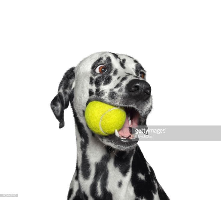 Challenge 2: Doggos Chasing