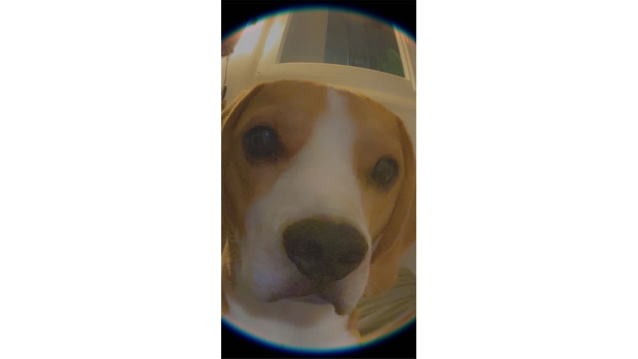 Vie de Chien
