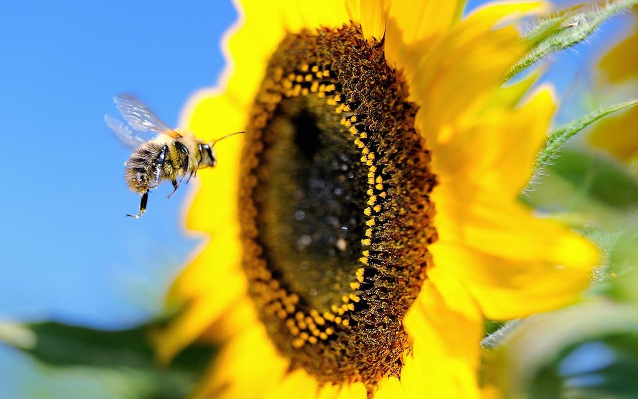 Bee Hands
