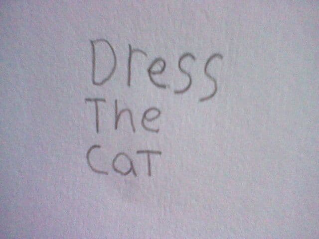 dress the cat