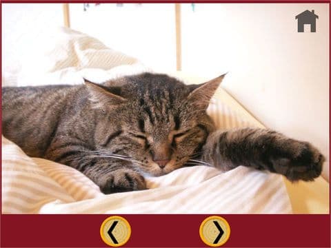 funny cats for kids - free game