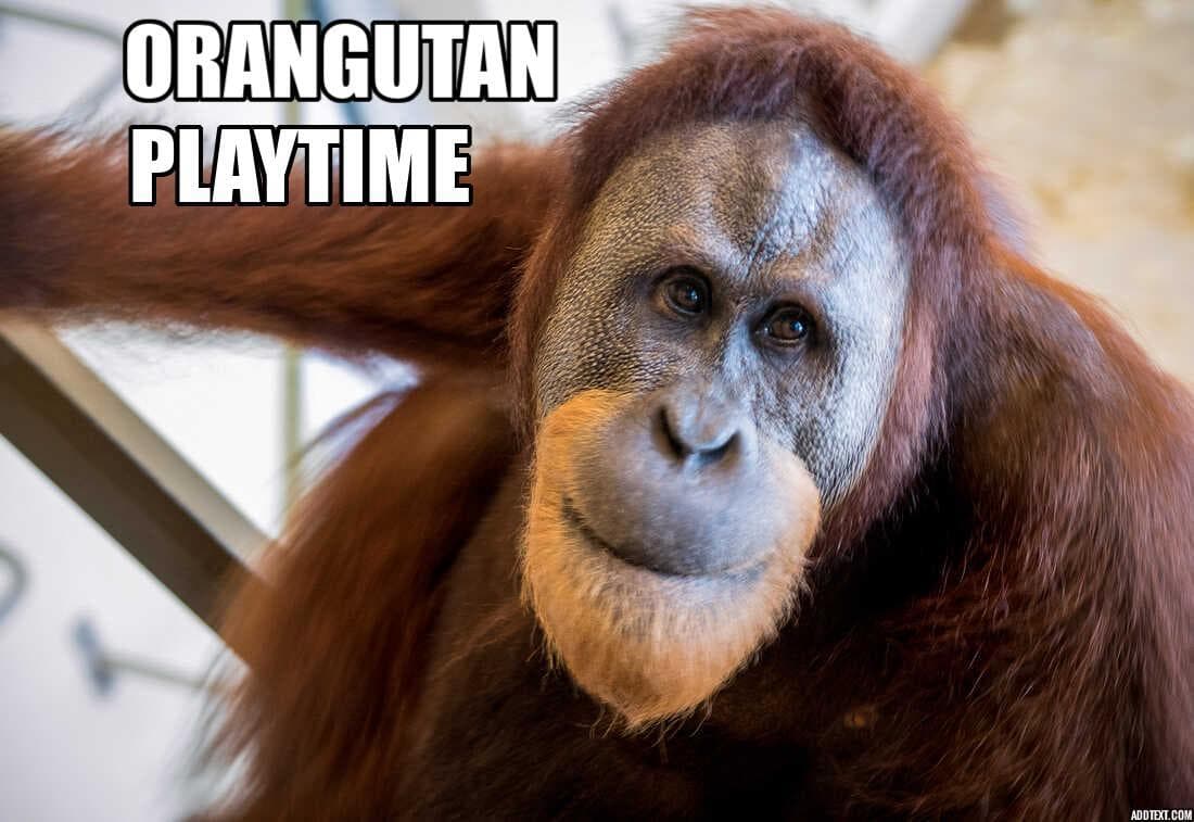 Orangutan Playtime