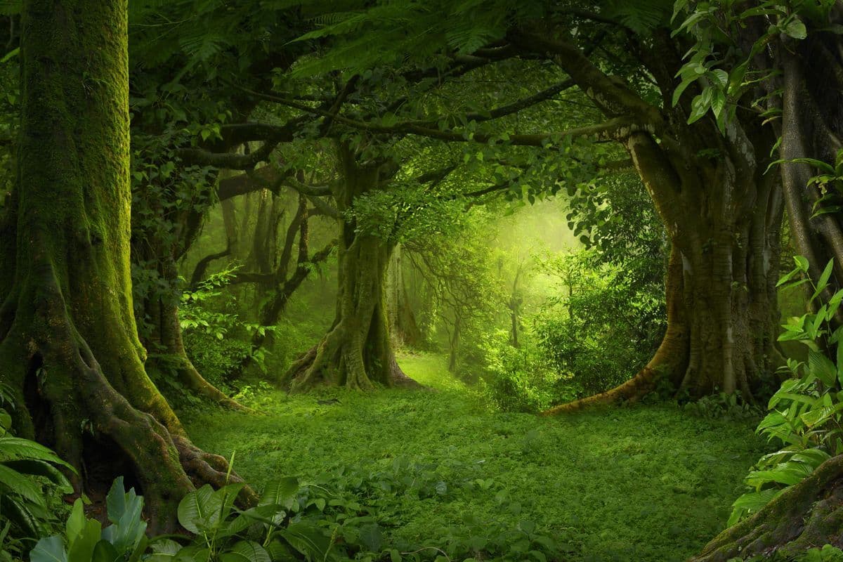 The Forest Of Resmis
