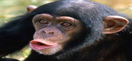 Ill Be A Monkeys Uncle