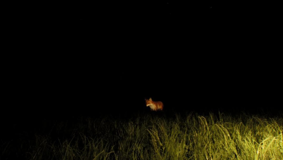 Camping Alone (Lunar Effect) screenshot 5