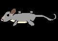 Possum Pilgrimage