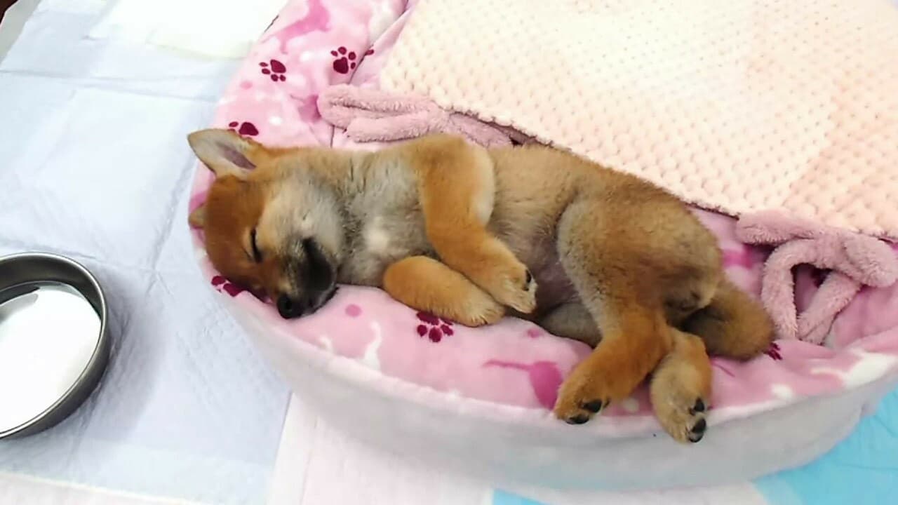 Shiba Mekuri 柴めくり screenshot 5