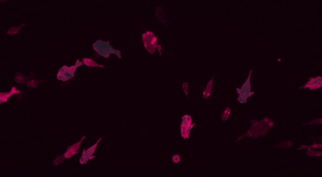 FISHBONES screenshot 4