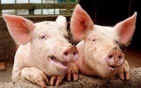 Pig Adventure