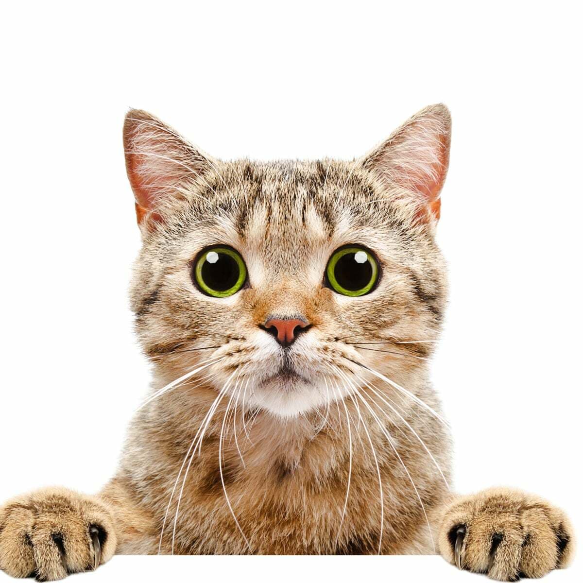CatSpotter