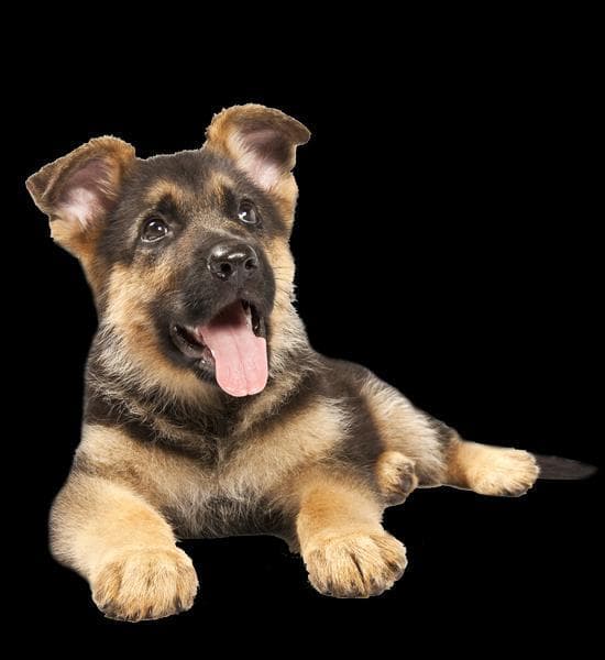 Dont Kill the Puppy