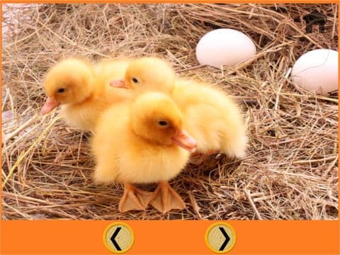 my favorite farm animals - no ads