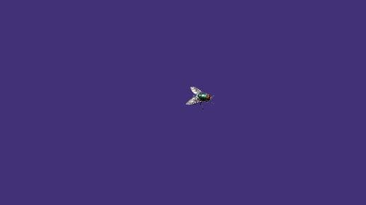 A fly on the wall