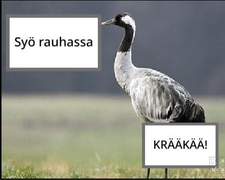 kurkipeli