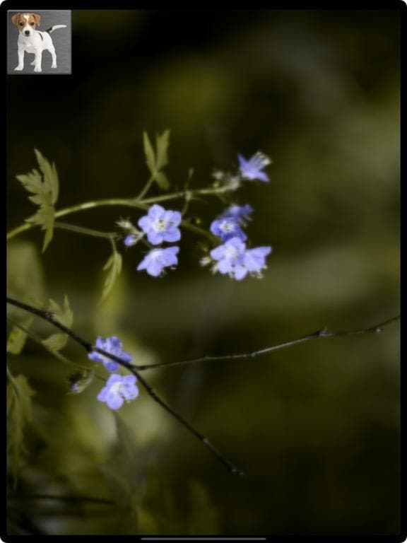 Baby & Animal Vision screenshot 4