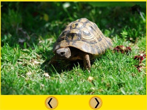 exciting turtles for kids - free