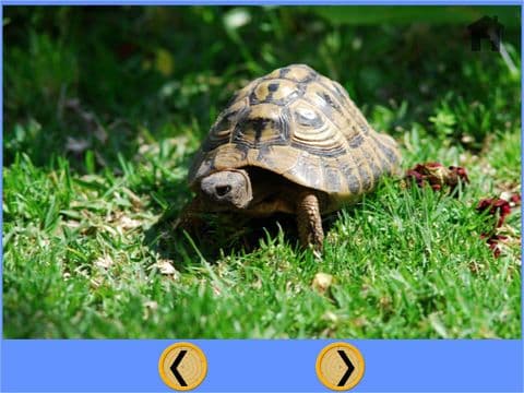 turtles delighful for kids - free