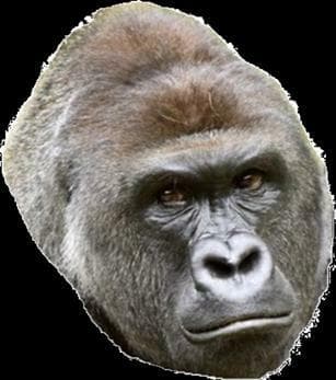Orangutan Battle Simulator DEMO