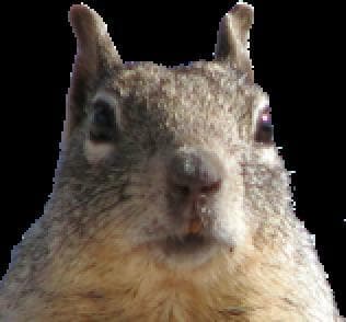 Squirrel Game