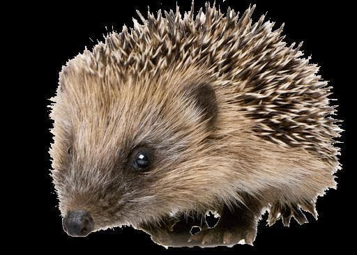 The Flying Hedgehog