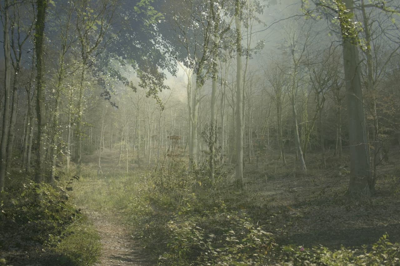 Tales of the Trees