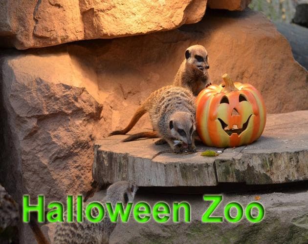 Halloween Zoo
